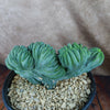 Myrtillocactus geometrizans crested - Dinosaur Back Plant