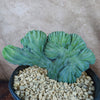 Myrtillocactus geometrizans crested - Dinosaur Back Plant