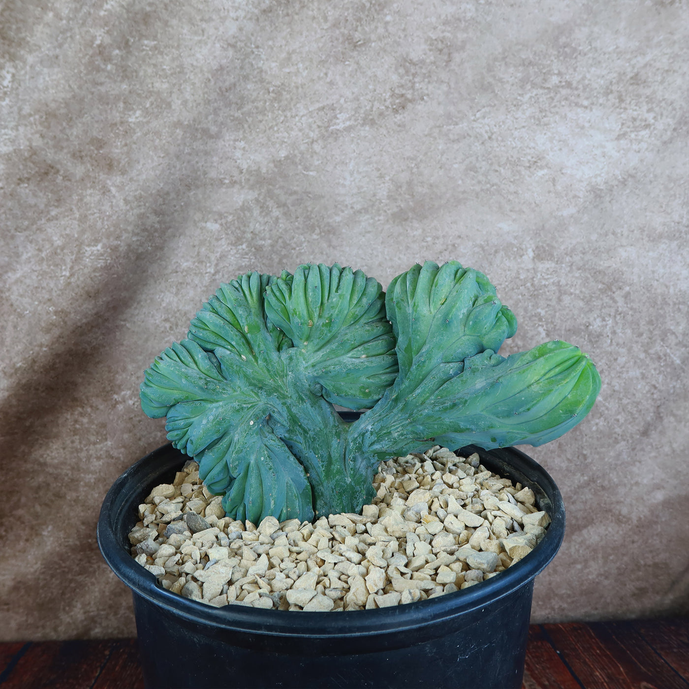 Myrtillocactus geometrizans crested - Dinosaur Back Plant