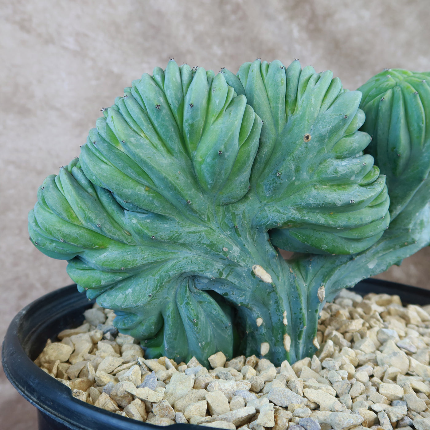 Myrtillocactus geometrizans crested - Dinosaur Back Plant