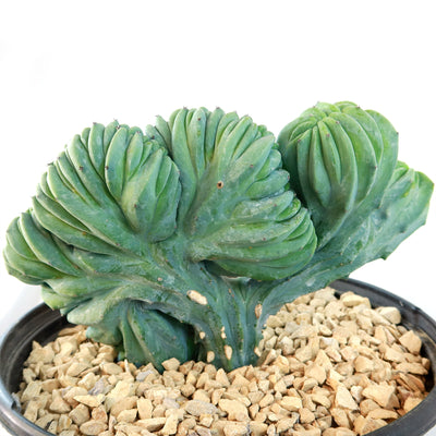 Myrtillocactus geometrizans crested - Dinosaur Back Plant