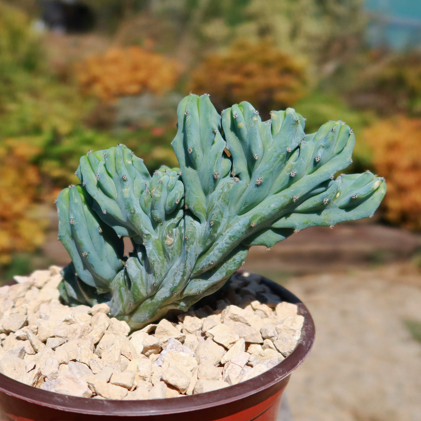 Myrtillocactus geometrizans crested - Dinosaur Back Plant