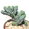 Myrtillocactus geometrizans crested - Dinosaur Back Plant