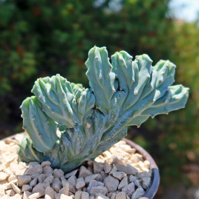 Myrtillocactus geometrizans crested - Dinosaur Back Plant