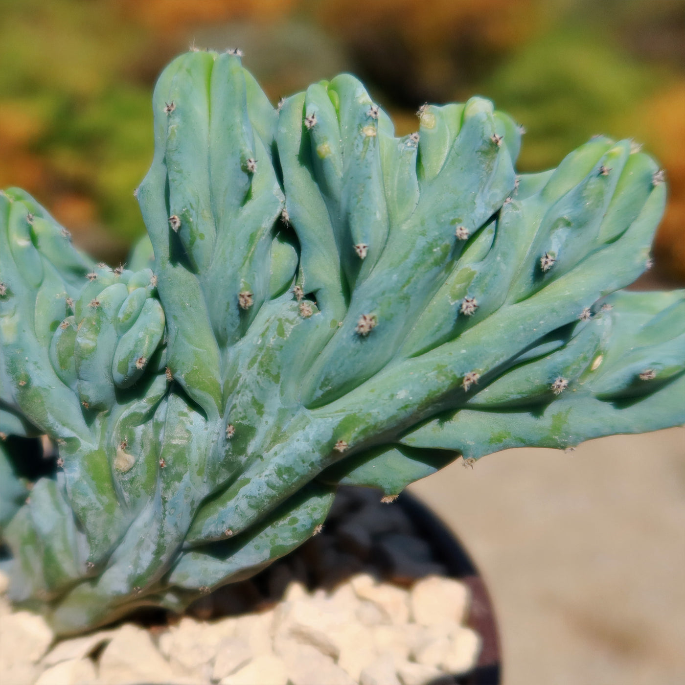 Myrtillocactus geometrizans crested - Dinosaur Back Plant