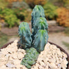 Myrtillocactus geometrizans crested - Dinosaur Back Plant