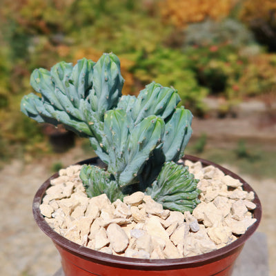 Myrtillocactus geometrizans crested - Dinosaur Back Plant