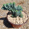 Myrtillocactus geometrizans crested - Dinosaur Back Plant