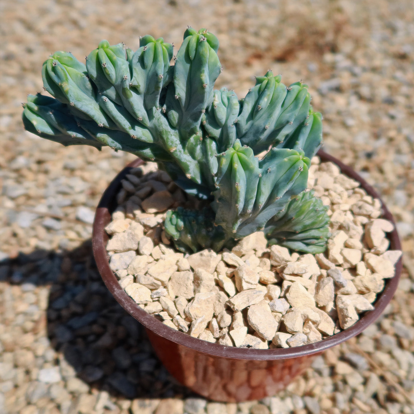 dinosaur back succulent Shop 'Myrtillocactus geometrizans crested - Dinosaur Back Plant' Care and Info