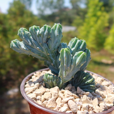 Myrtillocactus geometrizans crested - Dinosaur Back Plant