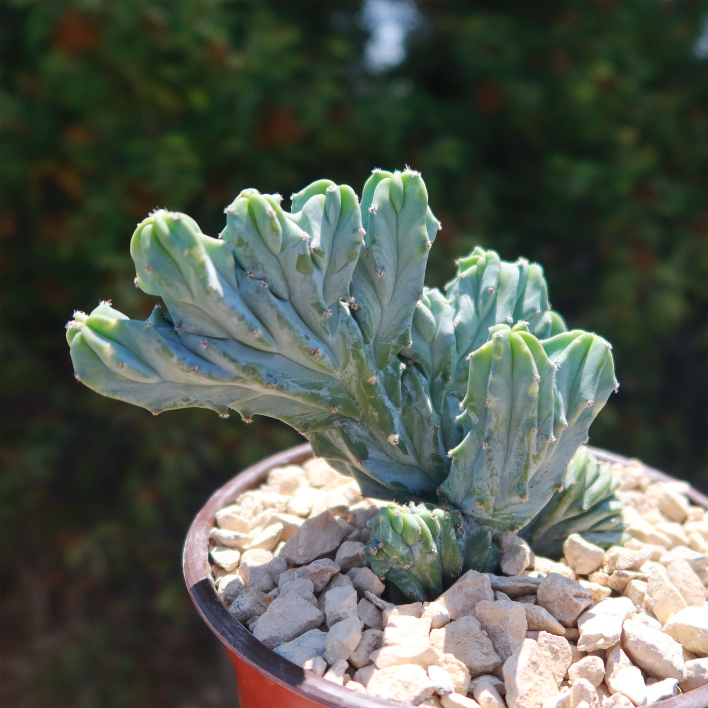 Myrtillocactus geometrizans crested - Dinosaur Back Plant