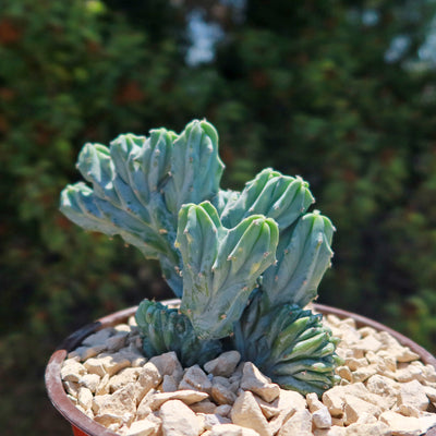 Myrtillocactus geometrizans crested - Dinosaur Back Plant