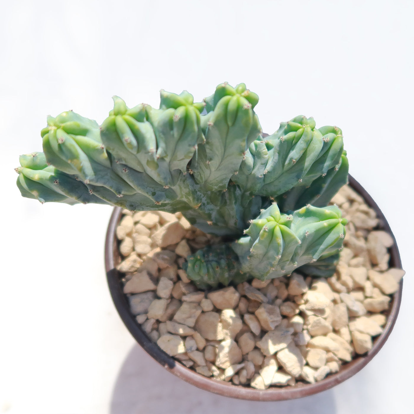 Myrtillocactus geometrizans crested - Dinosaur Back Plant