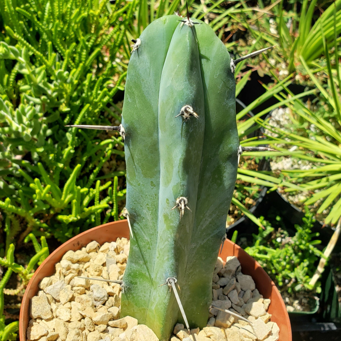 Blue Myrtle Cactus - Myrtillocactus geometrizans