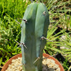 Blue Myrtle Cactus - Myrtillocactus geometrizans