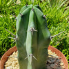 Blue Myrtle Cactus - Myrtillocactus geometrizans