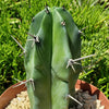 Blue Myrtle Cactus - Myrtillocactus geometrizans