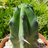 Blue Myrtle Cactus - Myrtillocactus geometrizans