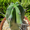 Blue Myrtle Cactus - Myrtillocactus geometrizans