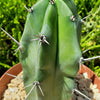 Blue Myrtle Cactus - Myrtillocactus geometrizans