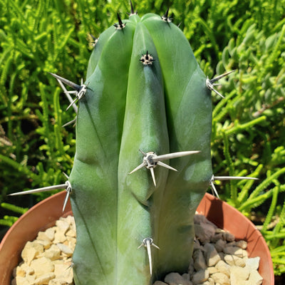 Blue Myrtle Cactus - Myrtillocactus geometrizans