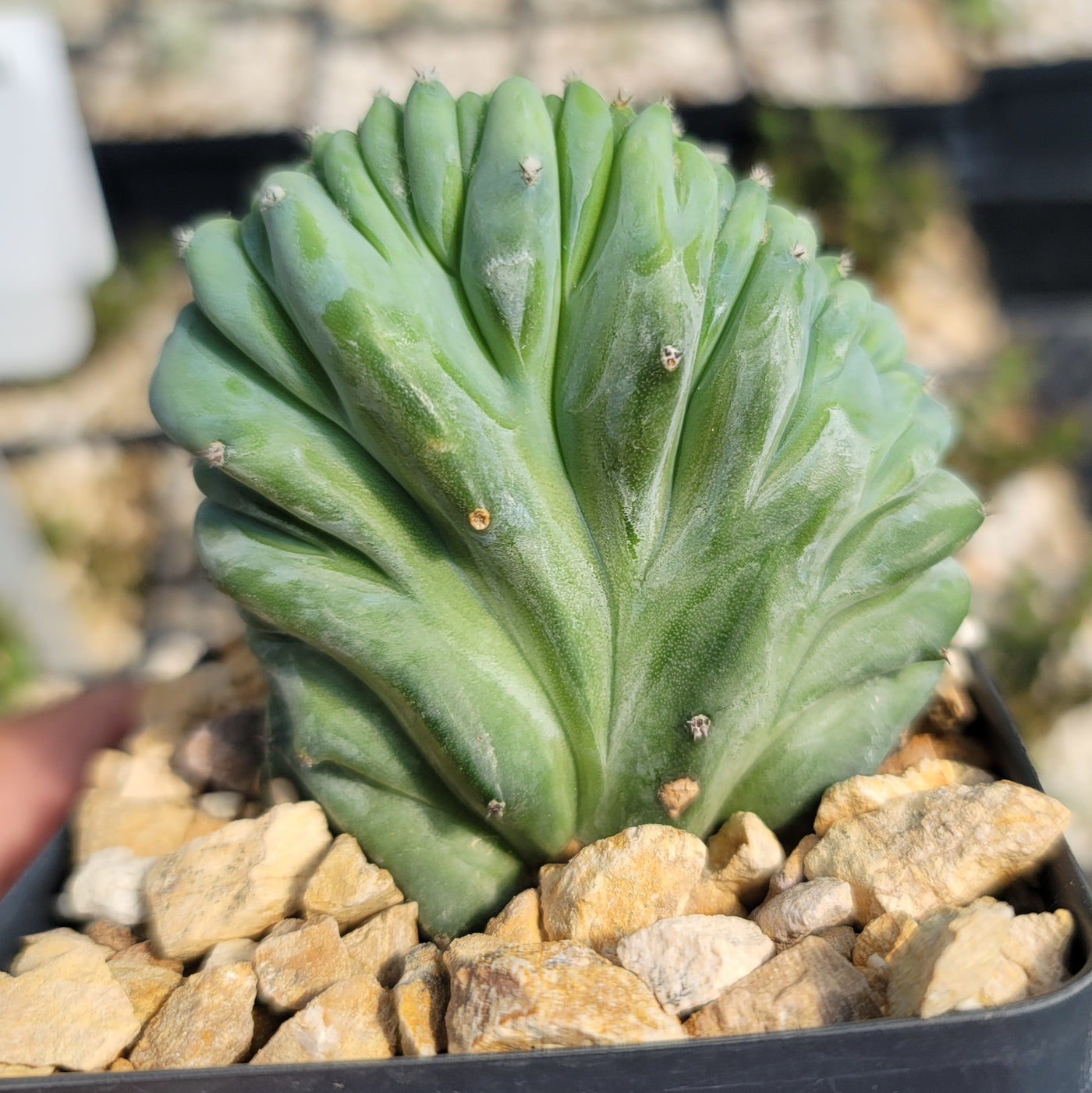 Myrtillocactus geometrizans crested - Dinosaur Back Plant