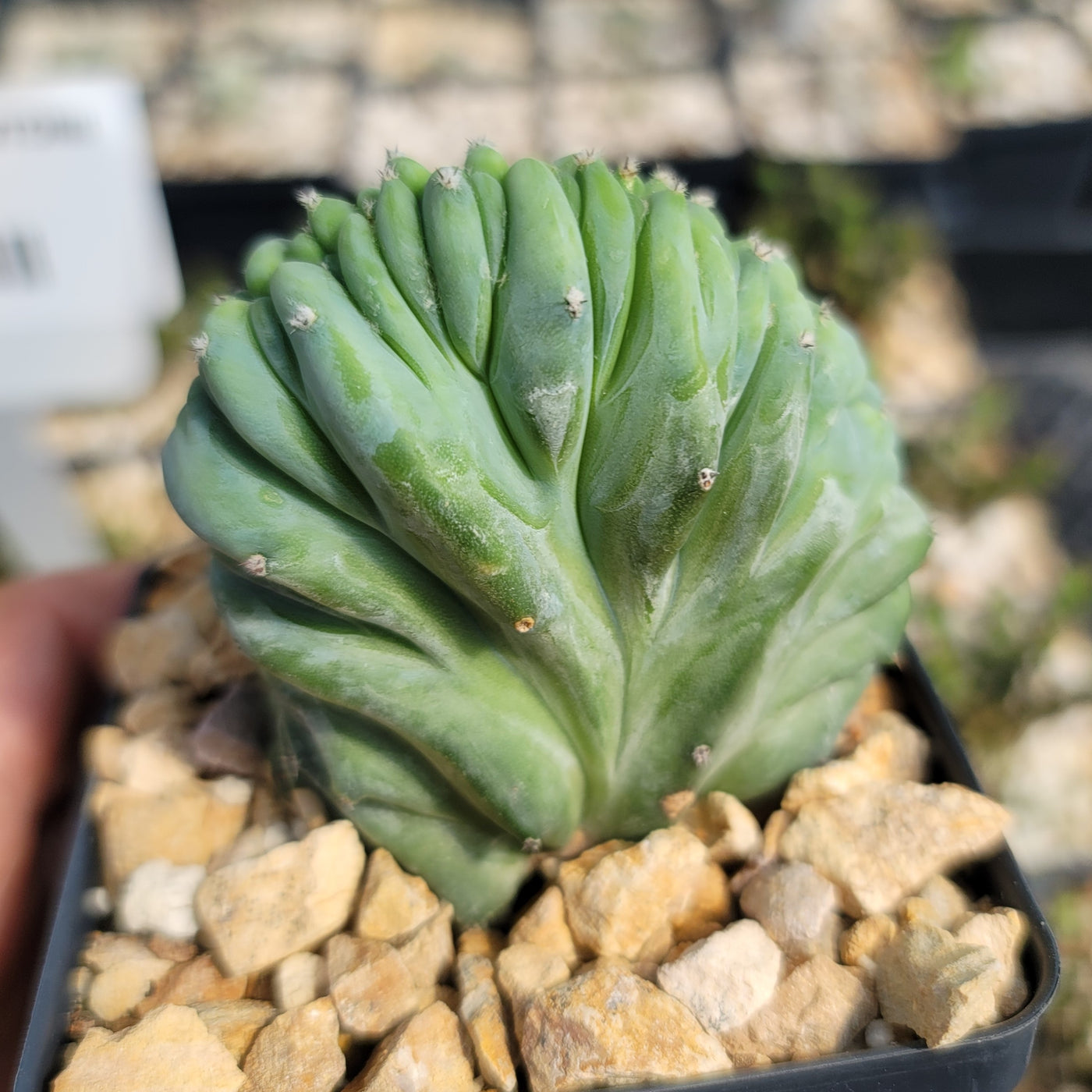 Myrtillocactus geometrizans crested - Dinosaur Back Plant