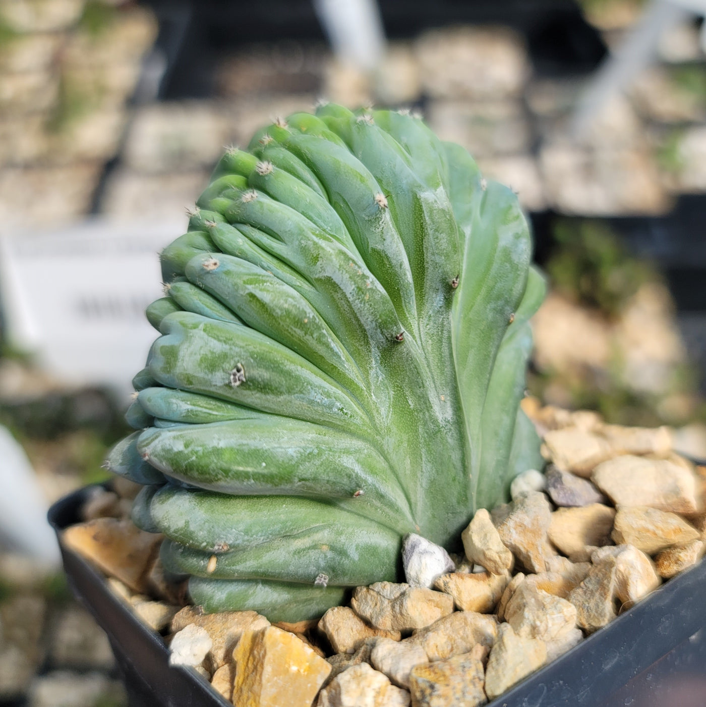 Myrtillocactus geometrizans crested - Dinosaur Back Plant