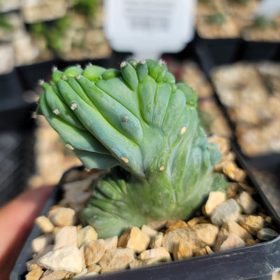 Myrtillocactus geometrizans crested - Dinosaur Back Plant