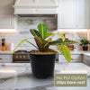 Croton Petra Plant - Codiaeum variegatum ‘Petra’