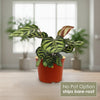 Peacock Plant - Calathea makoyana