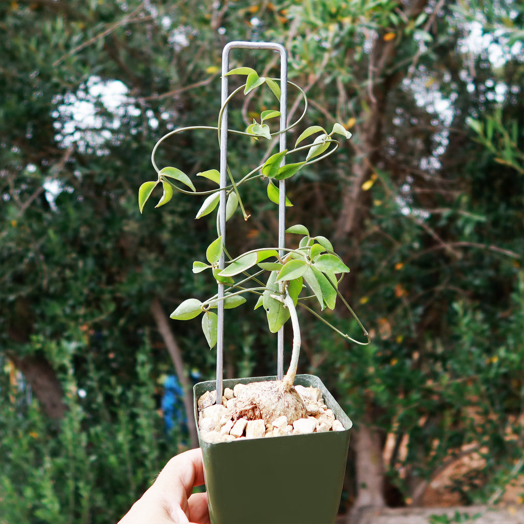 Neoalsomitra Sarcophylla