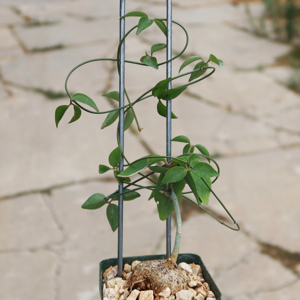 Neoalsomitra Sarcophylla