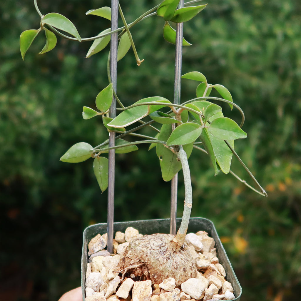 Neoalsomitra Sarcophylla