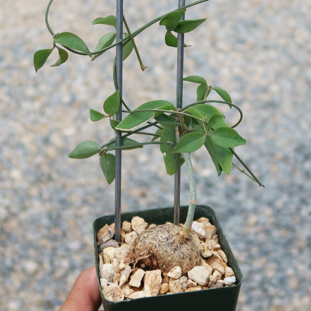 Neoalsomitra Sarcophylla