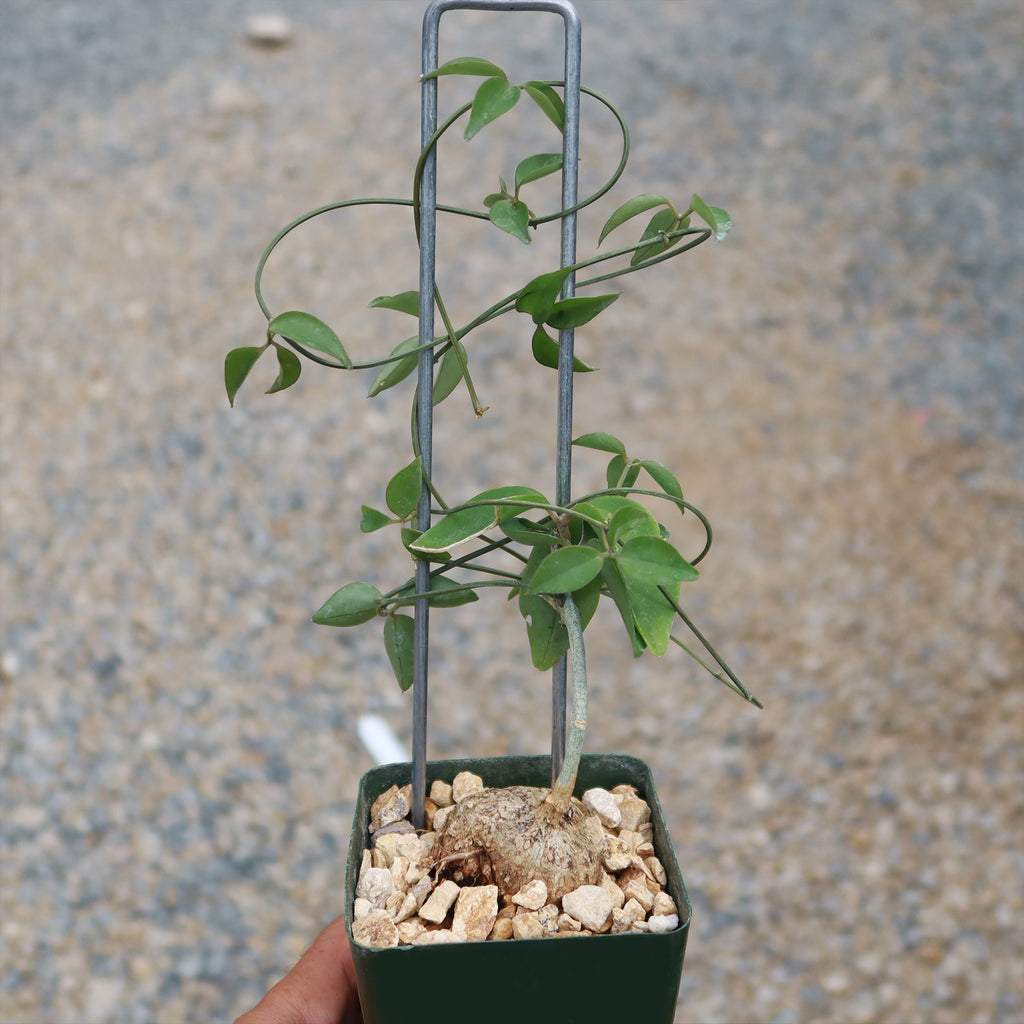 Neoalsomitra Sarcophylla