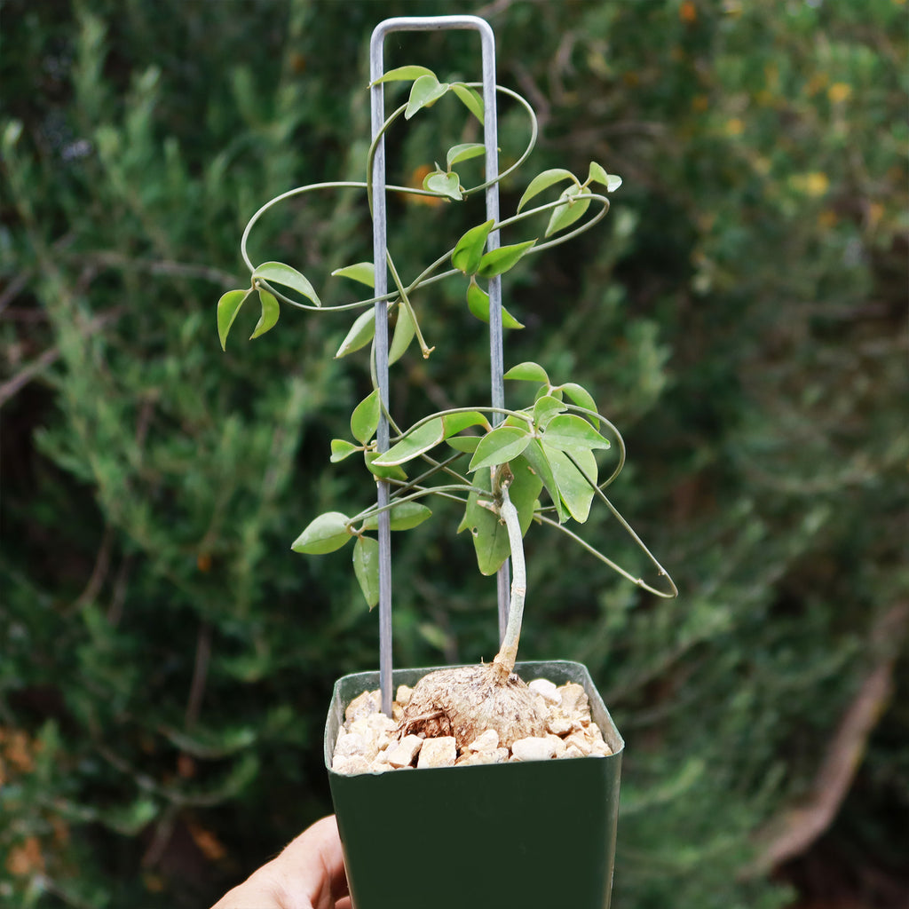 Neoalsomitra Sarcophylla