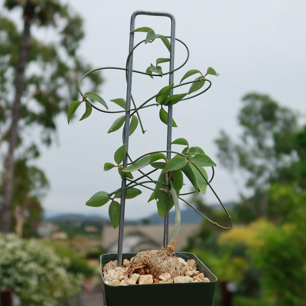 Neoalsomitra Sarcophylla