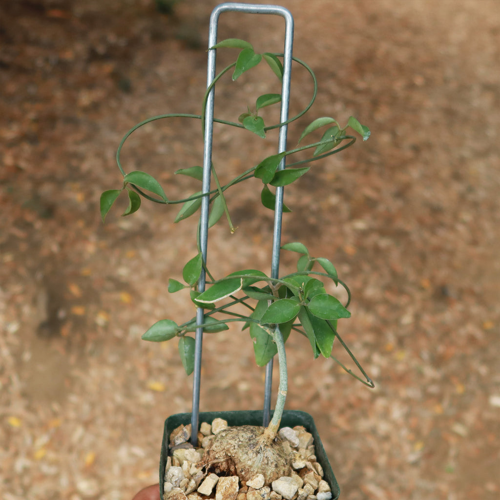 Neoalsomitra Sarcophylla