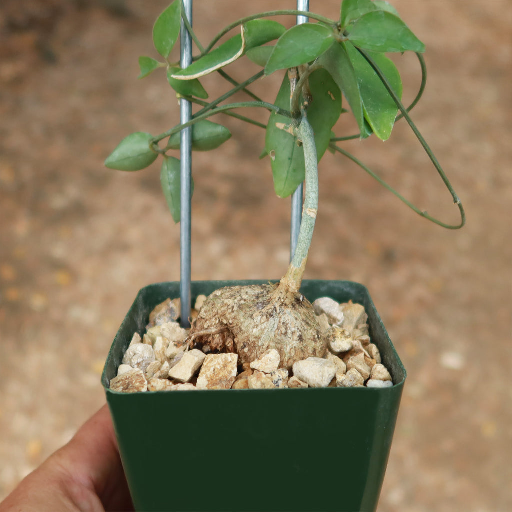 Neoalsomitra Sarcophylla