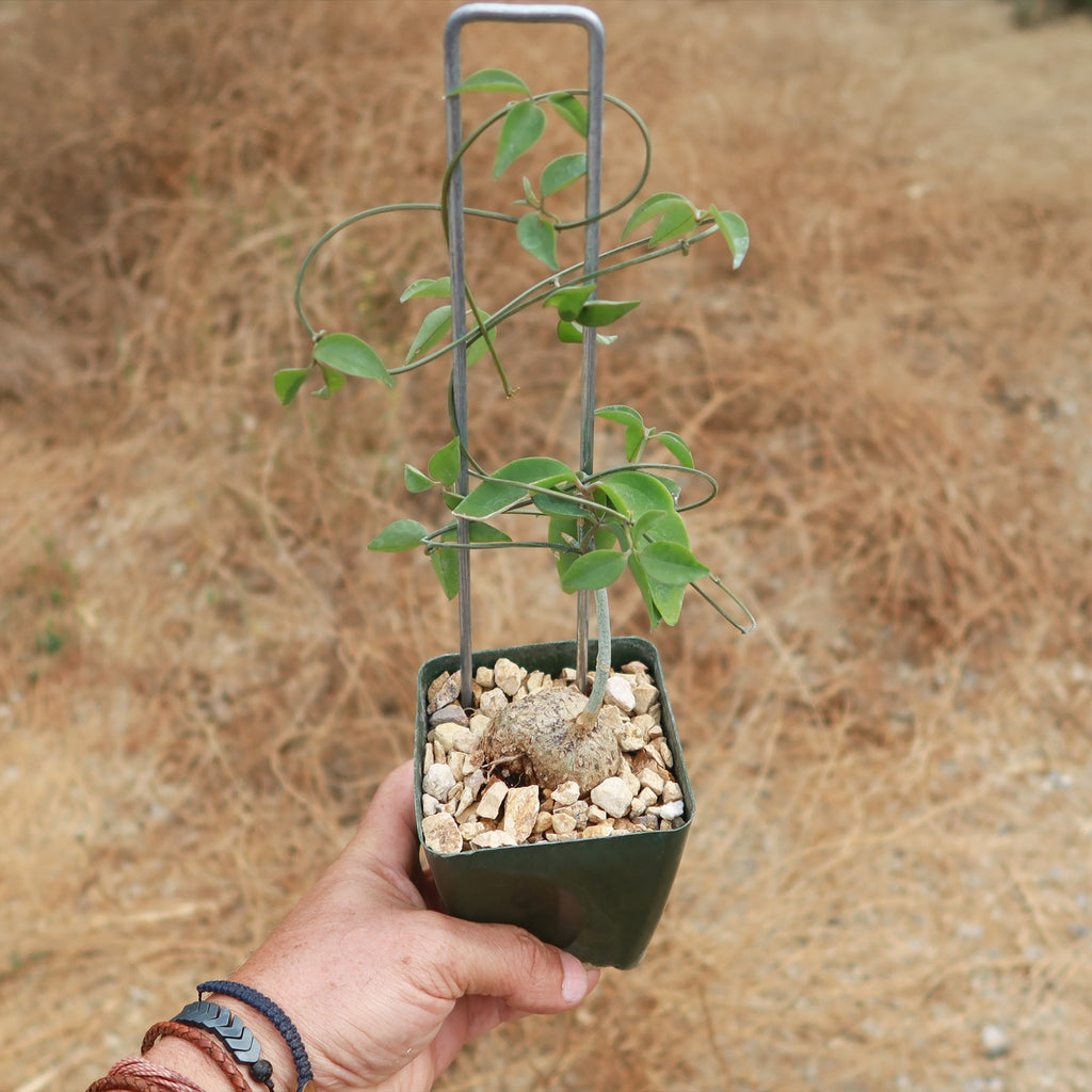 Neoalsomitra Sarcophylla