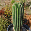 Golden Saguaro ‘Neobuxbaumia polylopha’