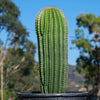 Golden Saguaro ‘Neobuxbaumia polylopha’