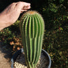 Golden Saguaro ‘Neobuxbaumia polylopha’