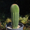 Golden Saguaro ‘Neobuxbaumia polylopha’