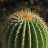 Golden Saguaro ‘Neobuxbaumia polylopha’