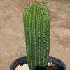 Golden Saguaro ‘Neobuxbaumia polylopha’