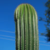 Golden Saguaro ‘Neobuxbaumia polylopha’