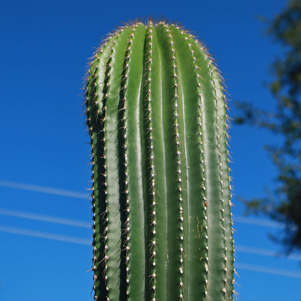 Golden Saguaro ‘Neobuxbaumia polylopha’