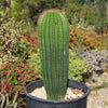 Golden Saguaro ‘Neobuxbaumia polylopha’